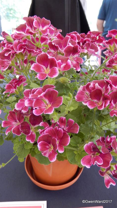 PERFECT PELARGONIUMS: The Pelargonium &Geranium Society National Pelargonium Show 2017