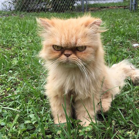 36 Of The Word’s Angriest Cats Ever Who Have Had Enough Of Your BS ...