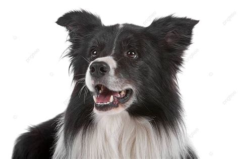 Nền Chó Chăn Cừu Border Collie Chó Chăn Cừu Border Collie Thuần Chủng Hình Chụp Và Hình ảnh Để ...