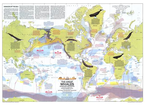 Great Whales, Migration and Range 1976 National Geographic | Mapworld