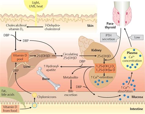 Calcium Metabolism - Physiology - An Illustrated Review