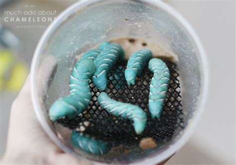 How to Pupate Hornworms into Moths | Reptile room, Worms, Hummingbird moth