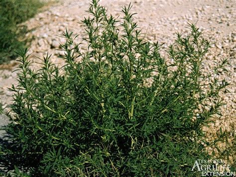 Plants of Texas Rangelands » Kochia