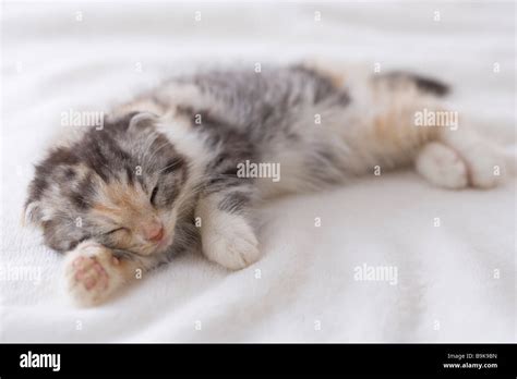 Scottish fold sleeping on a blanket Stock Photo - Alamy