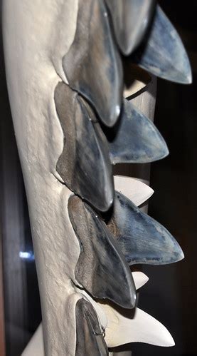 Carcharodon megalodon (fossil shark) (Tertiary; North Caro… | Flickr