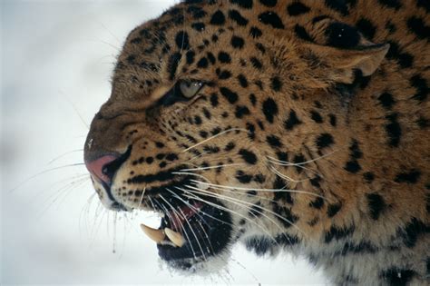 Amur leopards | WWF