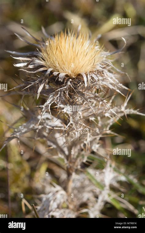 Carline thistle (Carlina vulgaris) in chalk downland habitat, UK Stock ...