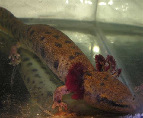 Necturus maculosus - Mudpuppy salamander photo - Bev Wigney photos at pbase.com