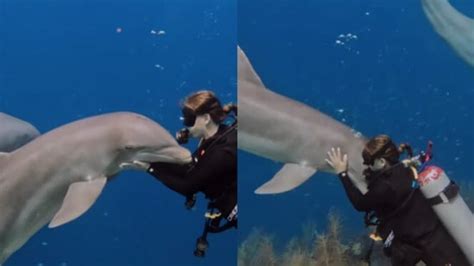 This dolphin cuddling a woman is too cute to miss. Watch | Trending ...