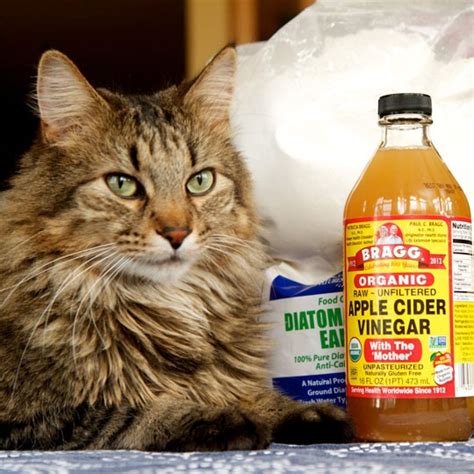 5 Natural Ways to Prevent & Get Rid of Fleas on Cats