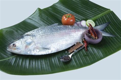 Boishakh Panta Ilish National Fish of Bangladesh Hilsafish Ilisha ...