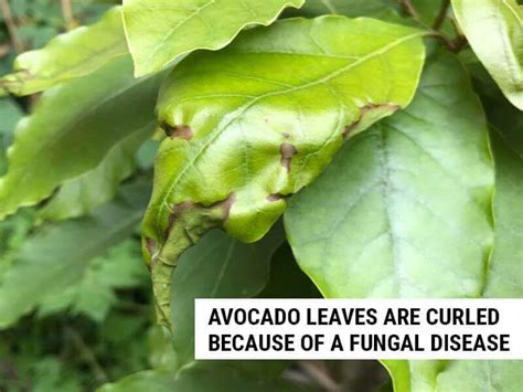 8 Reasons Why Avocado Leaves Are Curling (And How To Fix It) – World of Garden Plants