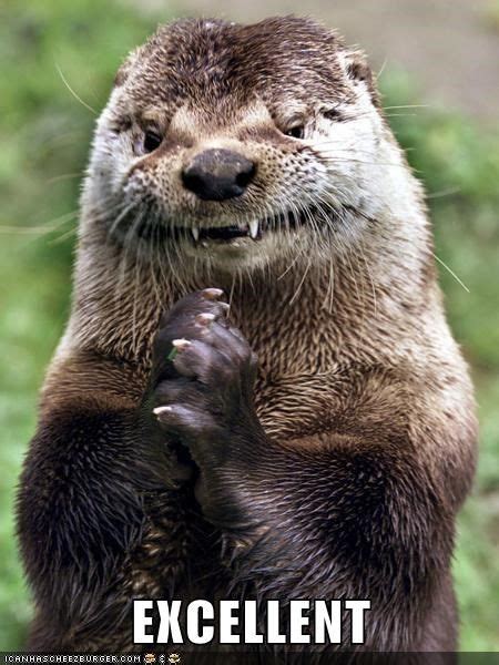 Scheming Otter's Plans Fall Into Place | Otters funny, Otter meme, Otters cute