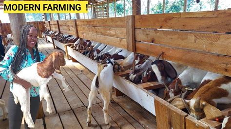 Starting A Simple GOAT Farm Business | Feeding, Housing, Farm Routine ...