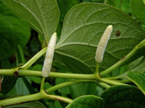 Kava Kava - Tonic Herb Shop