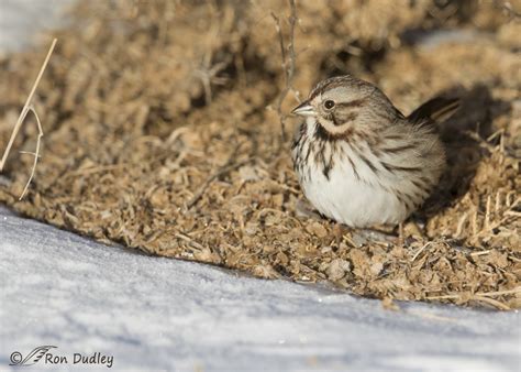 Yet Another Reason Birds Need Appropriate Habitat – Feathered Photography