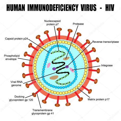 Structure of human immunodeficiency virus Stock Vector Image by ...