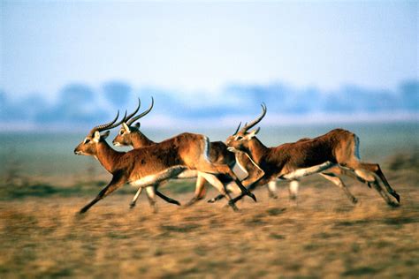 Download Lechwe Animal Antelope HD Wallpaper