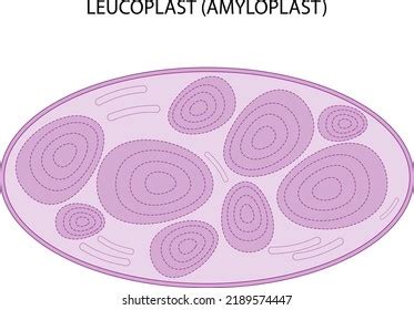 Leucoplast Amyloplast Starch Storage Plastid Stock Vector (Royalty Free) 2189574447 | Shutterstock