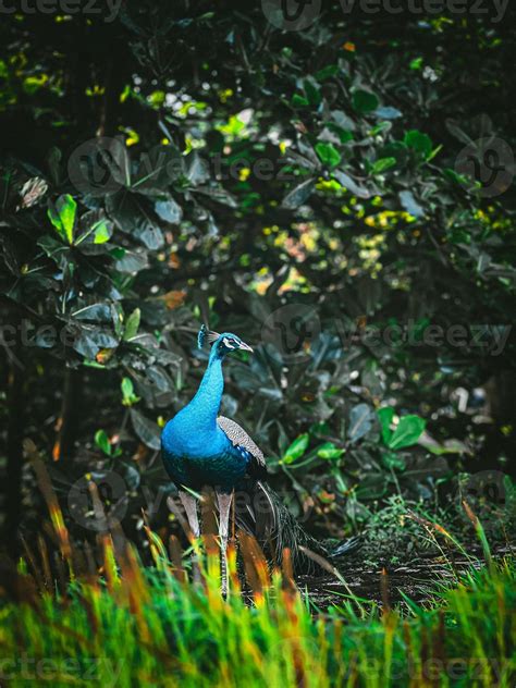 Peacock in the park 15932691 Stock Photo at Vecteezy