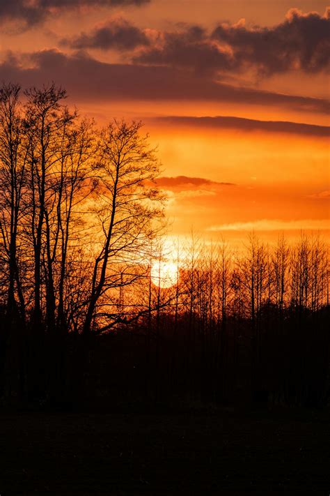 Silhouette of Trees during Sunset · Free Stock Photo