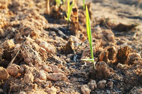 Sugar Cane Seeds: How to Grow Sugar Cane at Home - A-Z Animals