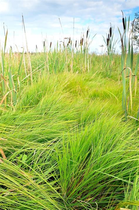 The lush green grass stock photo. Image of bright, grass - 26525082