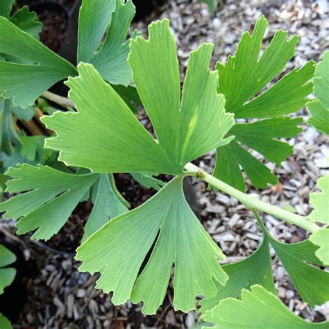 GINKGO BILOBA - 40 varieties 2/2 | Mundi Plantarum