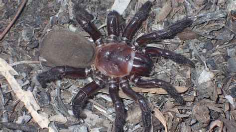 Trapdoor spider: New giant species found in Australia - BBC News