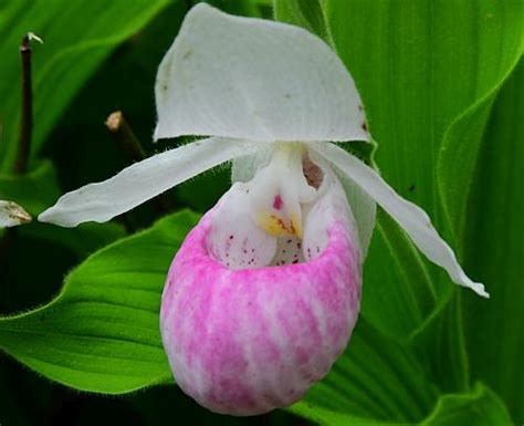 Cypripedium reginae page