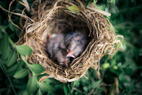 Selective Focus Photography of Two Hatchling Birds in Nest · Free Stock Photo