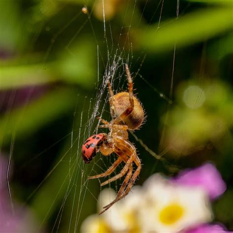 Brown Spider on Spider Web in Close-Up Photography · Free Stock Photo