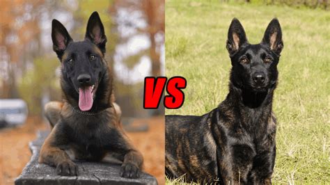 Belgian Malinois Vs Dutch Shepherd Breed Comparison - Pictures, Characteristics, & Facts ...