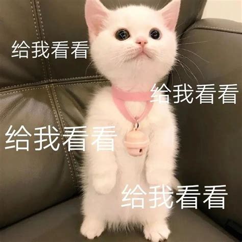 古代人养猫，和娶媳妇一样需要提前下聘礼！ - 知乎