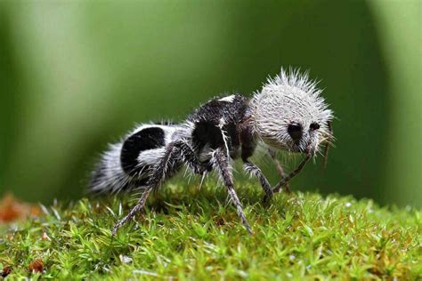 🔥 The Panda Ant is actually a type of wingless wasp with a nasty sting, and can make high ...