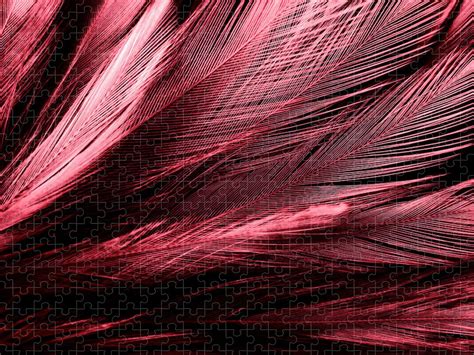 🔥 Free download Beautiful abstract red feathers on dark background and black [1000x750] for your ...