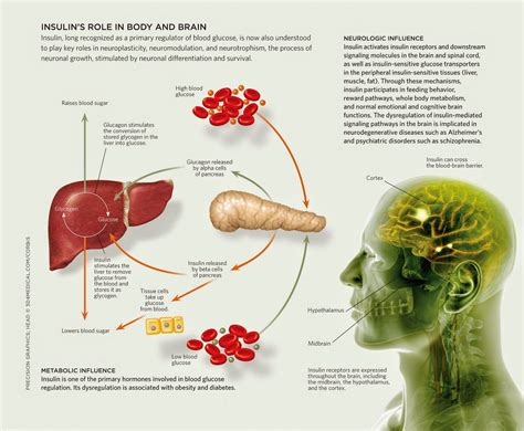 Diabetes: Insulin and its metabolic effects