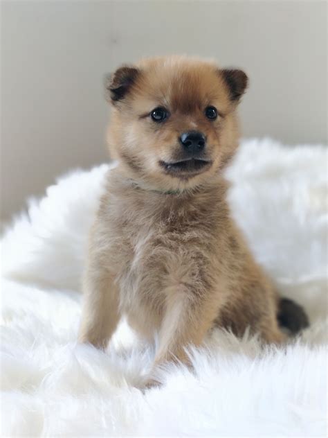 Finnish Spitz Puppies for Sale | Buckeye Puppies