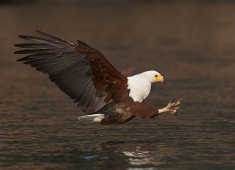 African Fish Eagle Facts | Anatomy, Diet, Habitat, Behavior - Animals Time