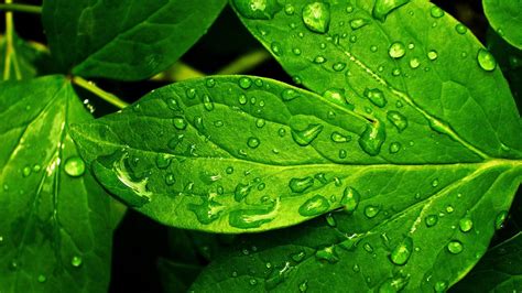 Green Leaf Wallpaper HD (70+ images)