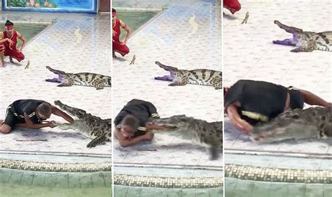 WATCH: Terrifying moment crocodile BITES trainer’s arm in gory live ...