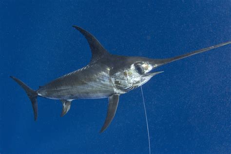 Swordfishing in the Florida Keys