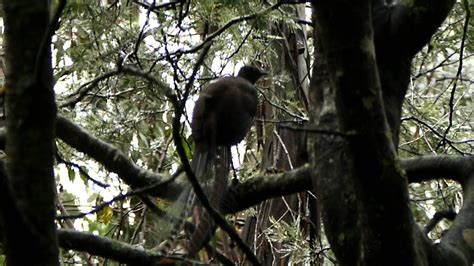 Superb lyrebird mimicry 1 - YouTube