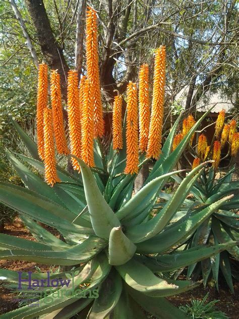 Cape Aloe for sale at Harlow Gardens Tucson. | Cacti and succulents, Succulent gardening ...