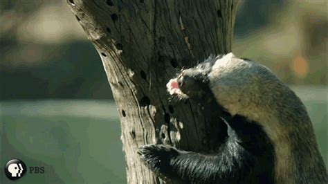 Badger GIF - Find & Share on GIPHY