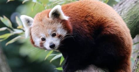 Do Red Pandas Make Good Pets? So Cute but Illegal - A-Z Animals