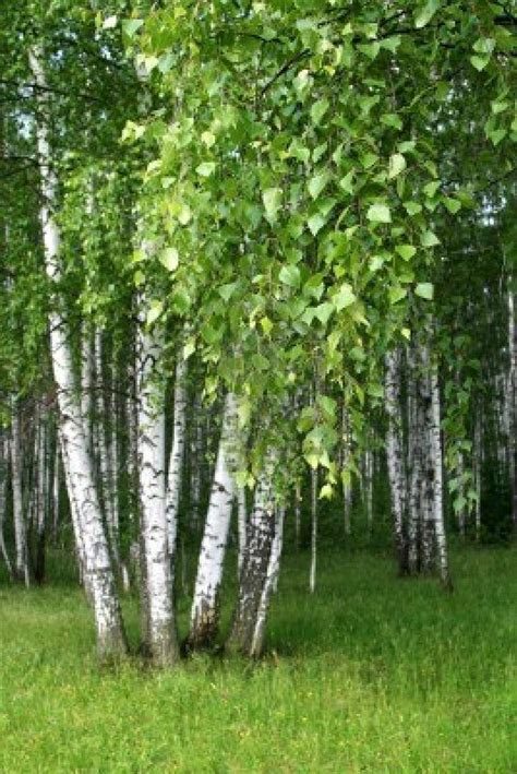 Silver birch | Beautiful trees | Pinterest