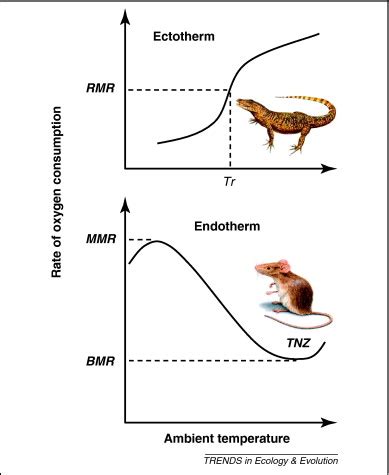 Using new tools to solve an old problem: the evolution of endothermy in vertebrates: Trends in ...