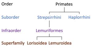 Modern Primate Taxonomy – Biological Anthropology: A Brief Introduction