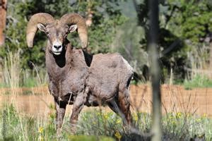 Colorado’s State Symbols: The State Animal – Colorado Virtual Library